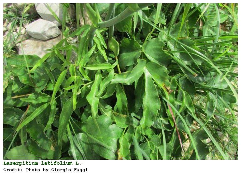 Laserpitium latifolium L.